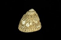 藏品(粗瘤黑鐘螺)的圖片